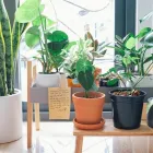 Business 1 image DESIGNER POTS Pots--Garden in Melbourne VIC