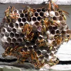 Business 2 image DIE PEST Pest Control in Marrickville NSW