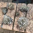 Business 3 image DIE PEST Pest Services Sydney in Marrickville NSW