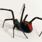 Business 4 image DIE PEST Pest Services Sydney in Marrickville NSW