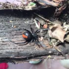 Business 3 image DIE PEST Pest Control in Marrickville NSW