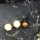 Business 6 image DIE PEST Pest Control in Marrickville NSW