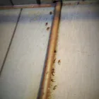 Business 8 image DIE PEST Pest Control in Marrickville NSW