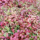 Business 2 image DIVINE PLANTS ONLINE Tube Stock in Buderim QLD