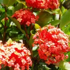 Business 3 image DIVINE PLANTS ONLINE Tube Stock in Buderim QLD