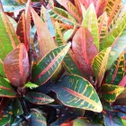 Business 5 image DIVINE PLANTS ONLINE Tube Stock in Buderim QLD