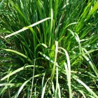 Business 7 image DIVINE PLANTS ONLINE Tube Stock in Buderim QLD