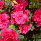 Business 9 image DIVINE PLANTS ONLINE Tube Stock in Buderim QLD