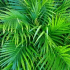 Business 11 image DIVINE PLANTS ONLINE Tube Stock in Buderim QLD