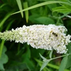 Business 12 image DIVINE PLANTS ONLINE Tube Stock in Buderim QLD