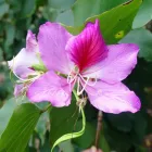 Business 13 image DIVINE PLANTS ONLINE Tube Stock in Buderim QLD