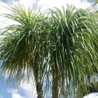 Business 14 image DIVINE PLANTS ONLINE Tube Stock in Buderim QLD