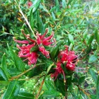 Business 15 image DIVINE PLANTS ONLINE Tube Stock in Buderim QLD