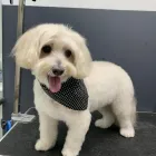 Business 1 image DOG LOVE Pet Care Services in Tranmere SA