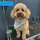 Business 3 image DOG LOVE Pet Care Services in Tranmere SA