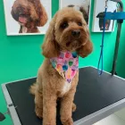 Business 4 image DOG LOVE Pet Care Services in Tranmere SA