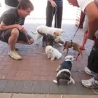 Business 2 image DOG TRAINING ADELAIDE Worldwide in Ingle Farm SA