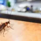 Business 1 image DOMESTIC PEST CONTROL TOOWOOMBA Pest Control in Toowoomba QLD