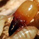 Business 1 image DPPC Pest Control in Currumbin QLD