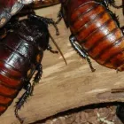 Business 2 image DPPC Pest Control in Currumbin QLD