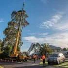 Business 1 image DROUIN TREE SERVICES Tree Felling & Stump Removal in Drouin VIC