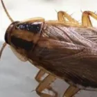 Business 1 image DUDES COCKROACH CONTROL MELBOURNE Pest Control in Melbourne VIC