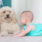 Business 9 image ECOSTEAM CLEANING SERVICES Professional Carpet Cleaning in Mentone VIC