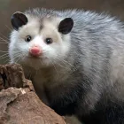 Business 1 image EXIT POSSUM REMOVAL MELBOURNE Pest Control in Melbourne VIC