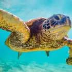 Business 5 image EXOTIC TRAVEL CLUB Travel Clubs in Melbourne VIC