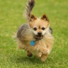 Business 1 image FAMILYPET VET MCLAREN VALE Vets & Veterinary Surgeons in McLaren Vale SA