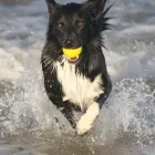 Business 2 image FAMILYPET VET MCLAREN VALE Vets & Veterinary Surgeons in McLaren Vale SA