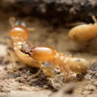 Business 1 image FAST PEST CONTROL ADELAIDE Pest Management in Adelaide SA