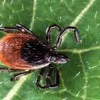 Business 3 image FAST PEST CONTROL ADELAIDE Pest Inspection in Adelaide SA