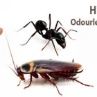 Business 1 image FAST PEST CONTROL MELBOURNE Pest Control in Melbourne VIC