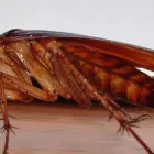 Business 6 image FAST PEST CONTROL MELBOURNE Pest Control in Melbourne VIC