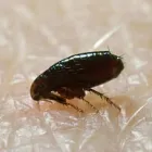 Business 10 image FAST PEST CONTROL MELBOURNE Pest Control in Melbourne VIC