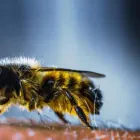 Business 3 image FAST PEST CONTROL SUNSHINE COAST Pest Control in Sunshine Coast - Marcoola QLD