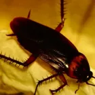 Business 6 image FAST PEST CONTROL SUNSHINE COAST Pest Control in Sunshine Coast - Marcoola QLD