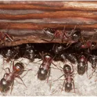 Business 9 image FAST PEST CONTROL SUNSHINE COAST Pest Control in Sunshine Coast - Marcoola QLD