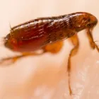 Business 10 image FAST PEST CONTROL SUNSHINE COAST Pest Control in Sunshine Coast - Marcoola QLD
