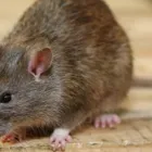 Business 2 image FAST PEST CONTROL TOOWOOMBA Pest Control in Toowoomba QLD