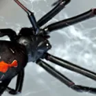 Business 3 image FAST PEST CONTROL TOOWOOMBA Pest Control in Toowoomba QLD