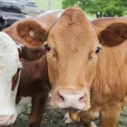 Business 2 image FEEDTEST Yeast & Mould in Werribee VIC