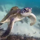 Business 2 image FEET FIRST DIVE Servicing in Nelson Bay NSW