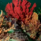 Business 4 image FEET FIRST DIVE Servicing in Nelson Bay NSW
