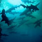 Business 7 image FEET FIRST DIVE Servicing in Nelson Bay NSW