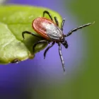 Business 4 image FEMALE CHOICE PEST CONTROL BRISBANE Pest Control in Brisbane QLD