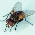 Business 3 image FINEPACK Pest Control in Chatswood NSW