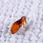 Business 2 image FLEA REMOVAL ADELAIDE Pest Control in Adelaide SA