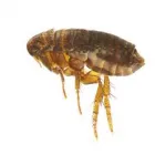 Business 1 image FLEA REMOVAL PERTH Pest Control in Perth WA
